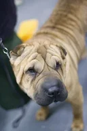 Chinese Shar-Pei