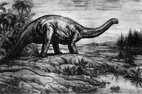 Apatosaurus