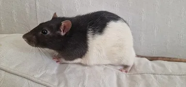 Rat