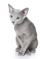 Russian Blue