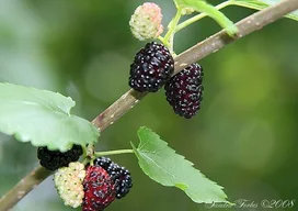 Boysenberry