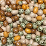 Cracker nuts