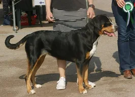 Great Swiss Mountain Dog
