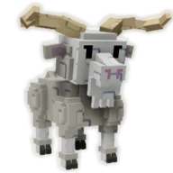 Angora Goat