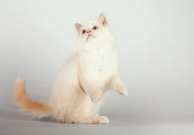 Birman