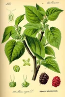 Mulberry