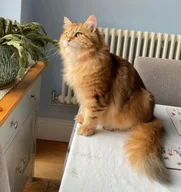Siberian