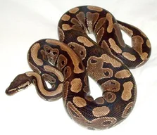 Snake