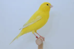 Canary