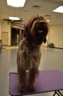 Wirehaired Pointing Griffon