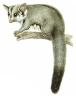 Sugar glider