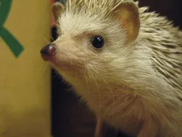 Hedgehog