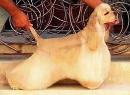 Cocker Spaniel