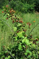 Blackberry