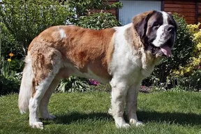 Saint Bernard