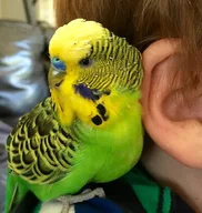 Budgerigar