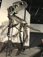Neovenator