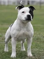 Staffordshire Bull Terrier