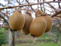 Kiwifruit