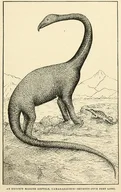 Camarasaurus