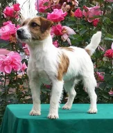 Russell Terrier