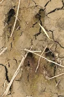 Moose tracks