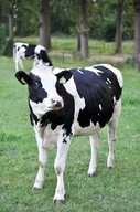 Crazy Cow