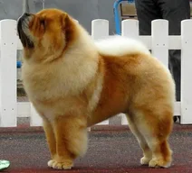 Chow Chow