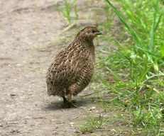 Quail