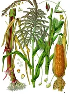 Corn