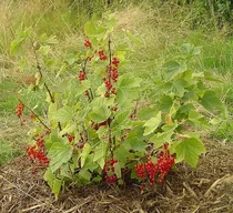 Redcurrant