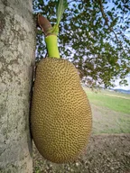 Jackfruit