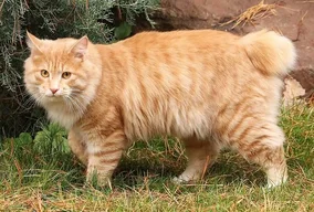 Kurilian Bobtail