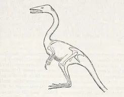 Compsognathus