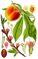 Nectarine